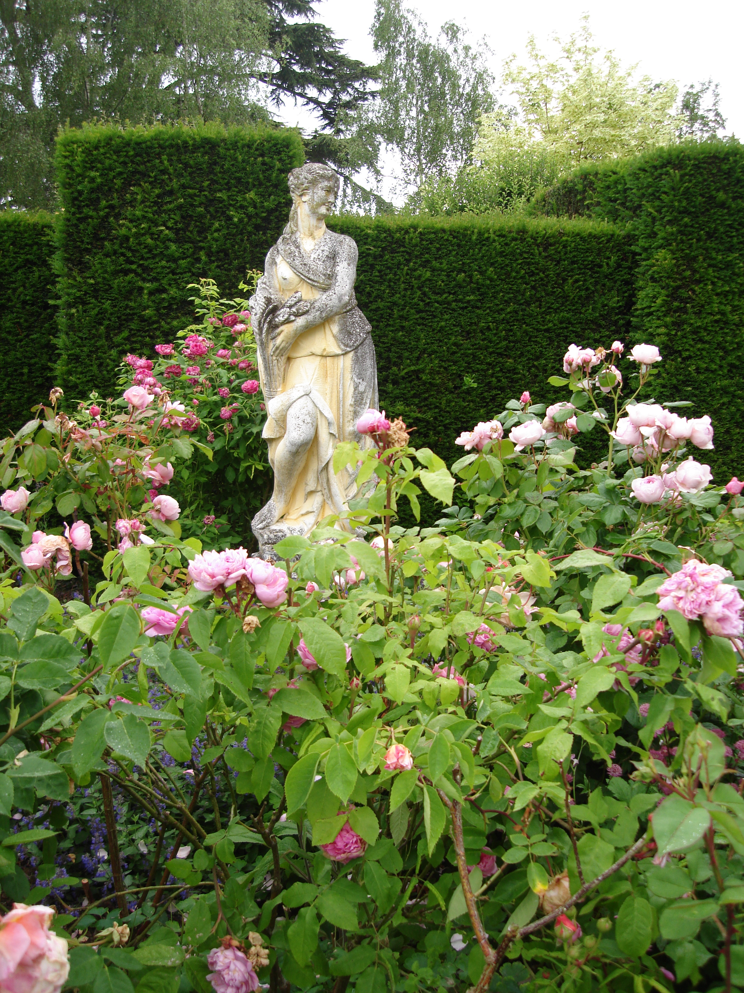 the rose garden, Morgan